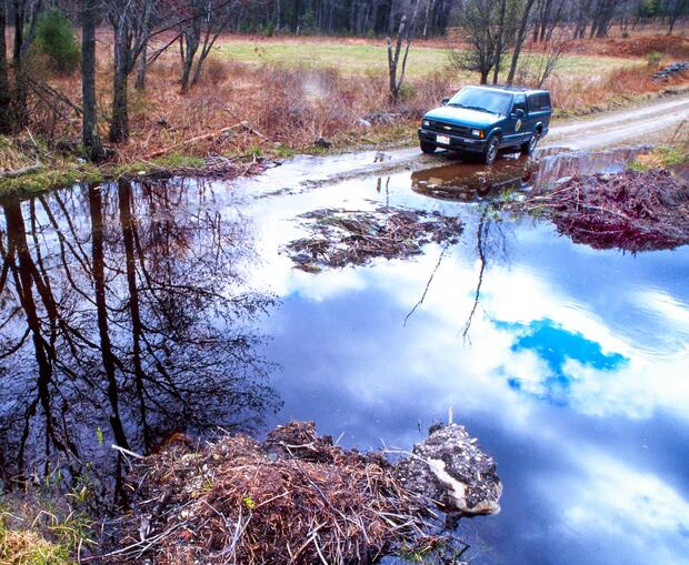 Road flooded by beaver dam