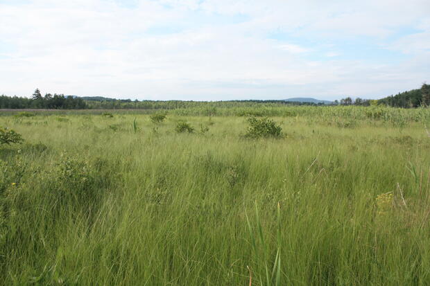 a sunny day overlooking a field