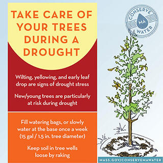 Take Care of your Trees During a Drought