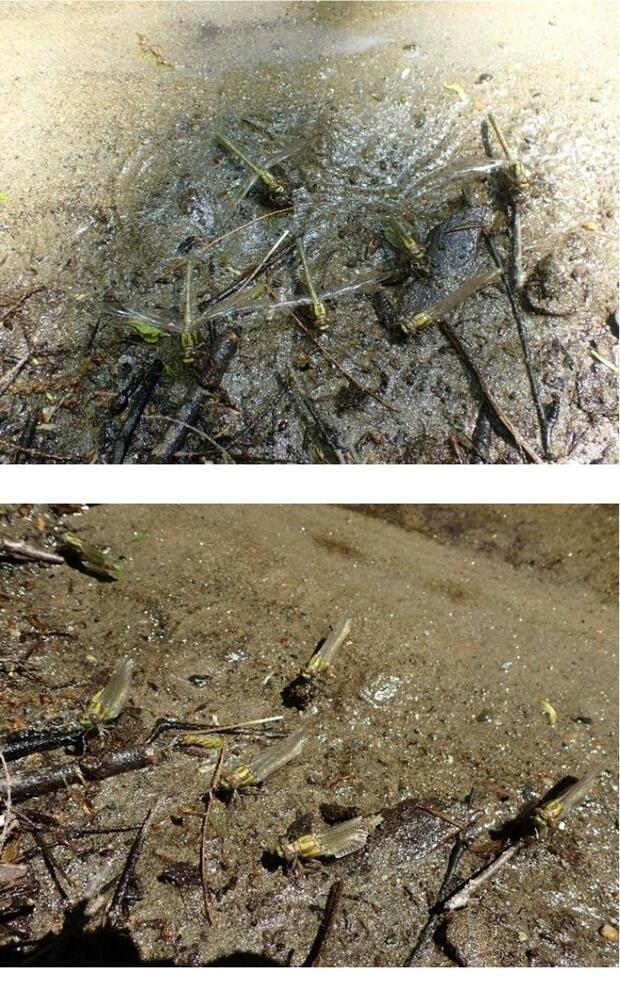 two images of Maine snaketail nymphs on a stream shoreline