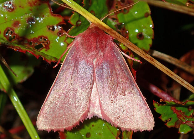 a pink sallow moth