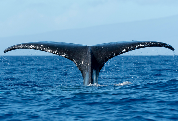 whale tail