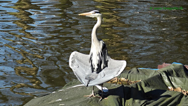 Great blue heron