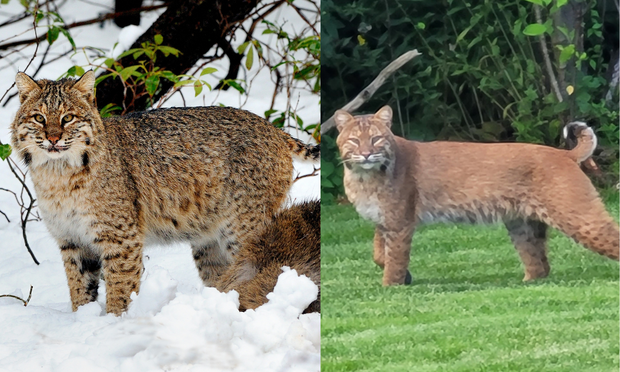 Bobcat with winter fur, bobcat with summer fur