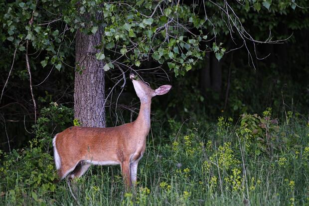 Deer browsing