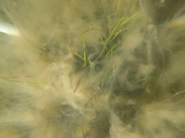 Underwater, some seagrass strands poke through dense, tan filamentous growth. 