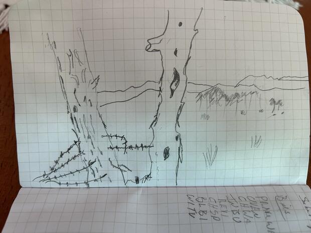 nature sketches in a book