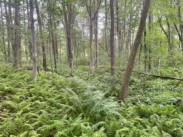 Forest with fern understory