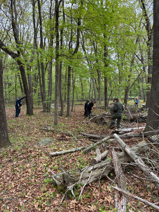 Five people digging in the woods.
