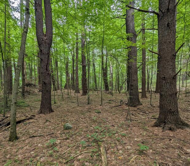Forest with no understory
