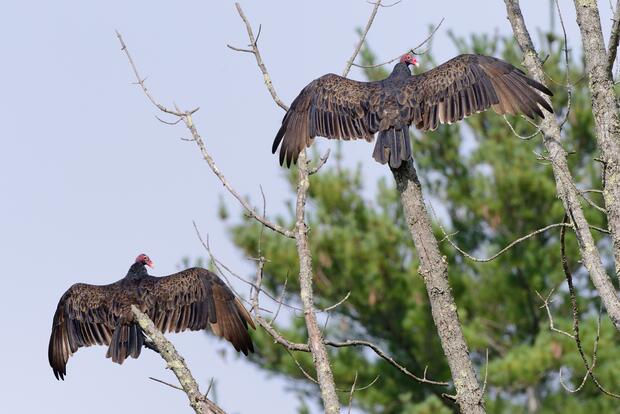 Turkey vultures