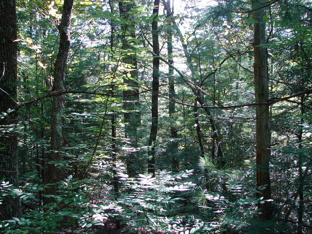 forest with trees and vegetation growing at different heights