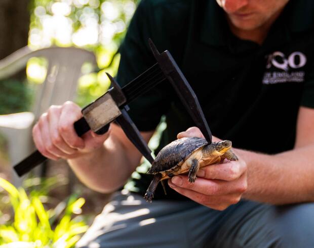 Blanding's turtle bing measured