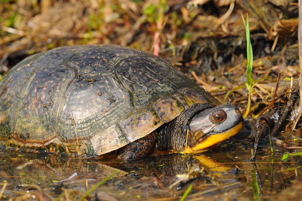 Blanding's turtle in water