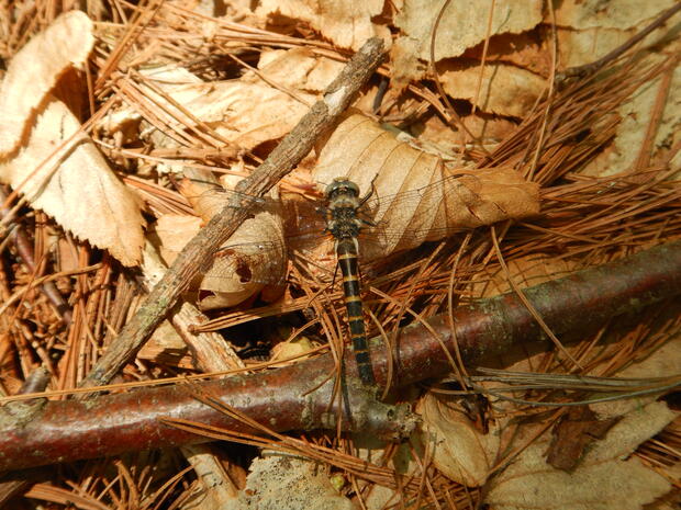 Female ringed boghaunter in wooded area