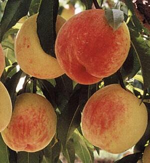 peaches in orchard