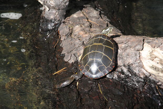 turtle on log with mussel attached to back left foot