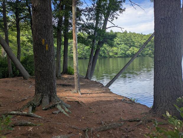 pond shore with sparse trees