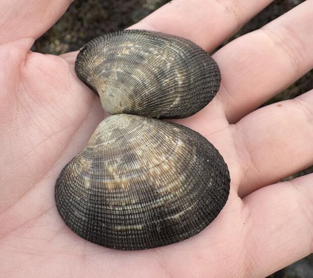 A closeup of both shells of a manila clam held in a hand, showing the distinct cross-hatch ridges