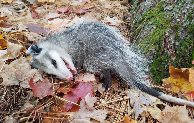 Opossum playing dead