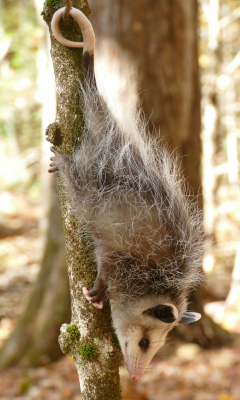Young opossum hanging upside-down