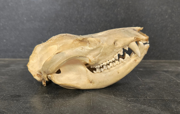 Opossum skull