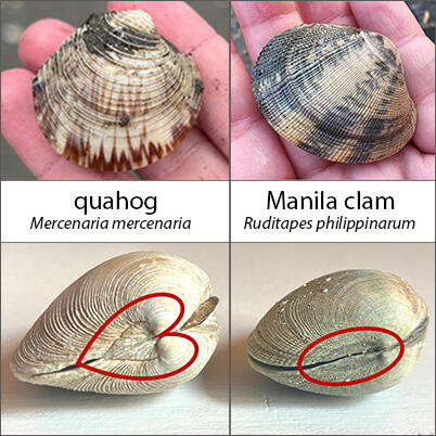 Comparisons of quahog versus Manila clam, based on ridges and shape of lunule 