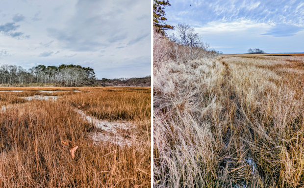 trails through marshy grass