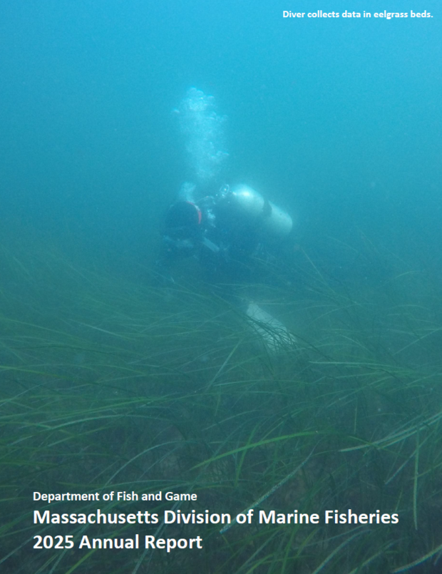 the 2025 annual report cover shows a diver swimming through an eelgrass bed. 