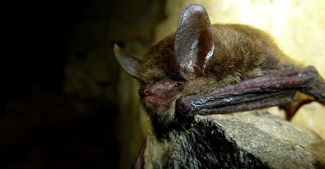 Northern long-eared bat