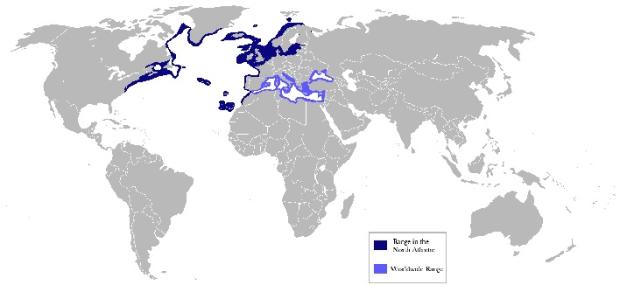 Atlantic mackerel distribution map