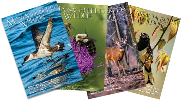 Massachusetts Wildlife Magazine covers