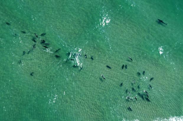 Aerial shot of white shark predation on seals