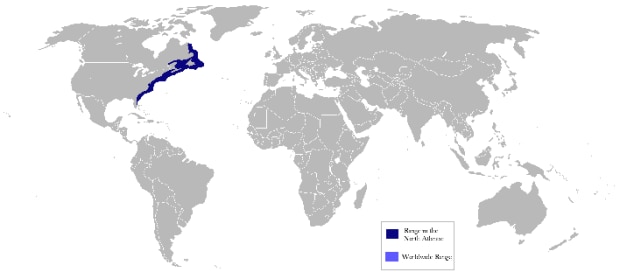 monkfish map