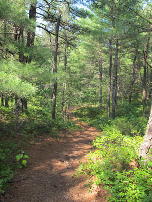 trail