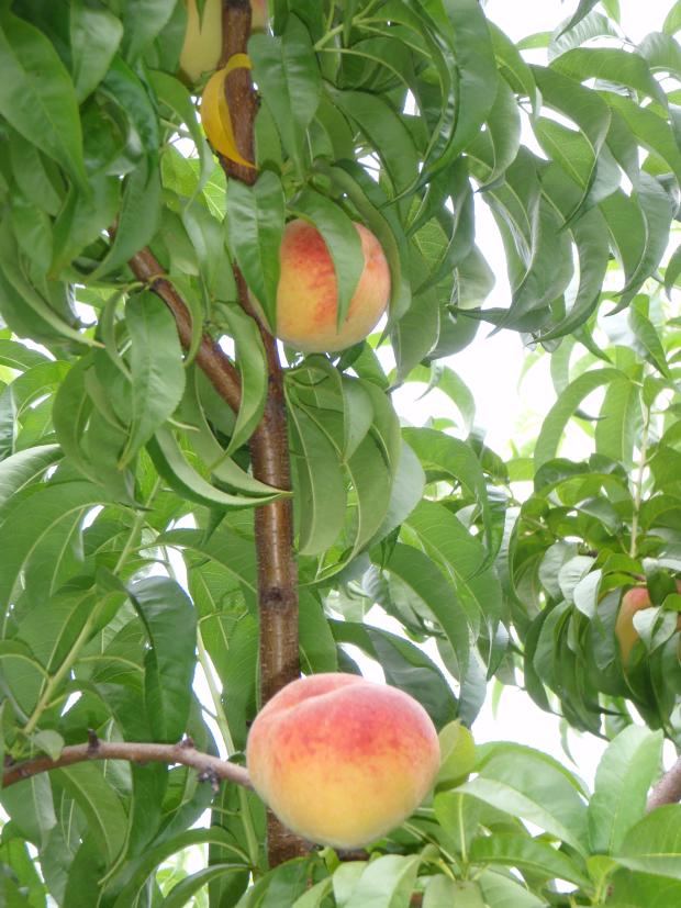 peaches in tree