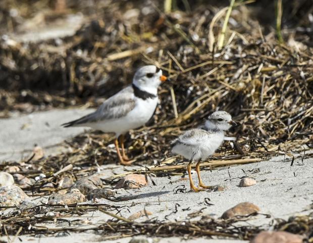 Adult Piping Plover with chick.