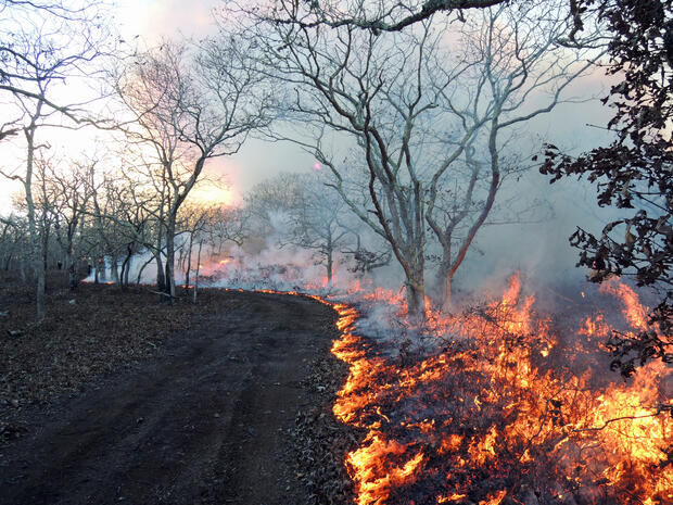 prescribed fire