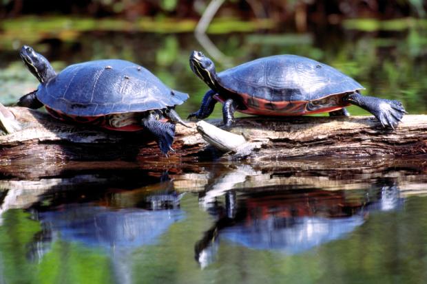Red-bellied Cooters basking.