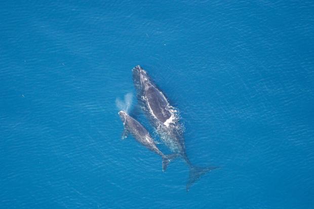 Adult Northern Right Whale with calf.