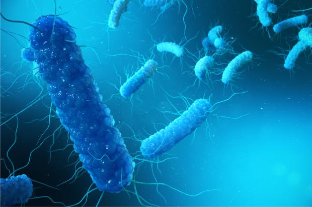 3D illustration Enterobacterias