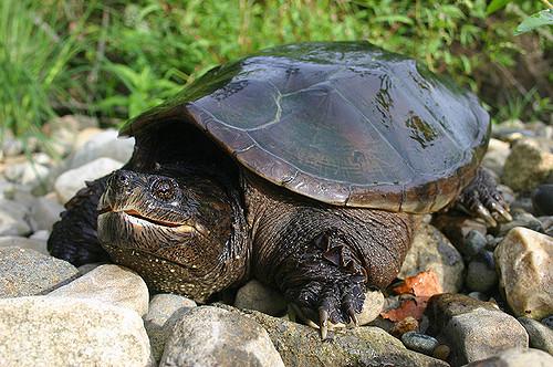 Snapping Turtle. Photo by Mike Jones, MassWildlife