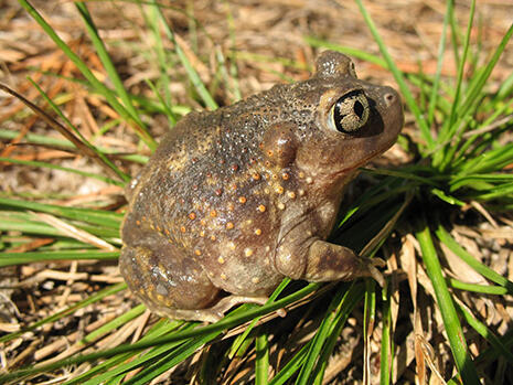 Eastern Spadefoot