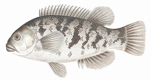 Tautog