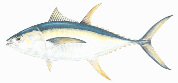 Learn about yellowfin tuna