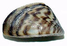 zebra mussel