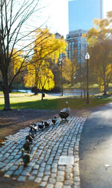 Picture of duck statue in Boston Public Garden
