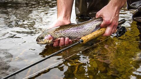 Freshwater Fishing | Mass.gov