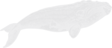 right whale