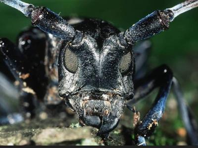 Asian Longhorned Beetle Forest Pest